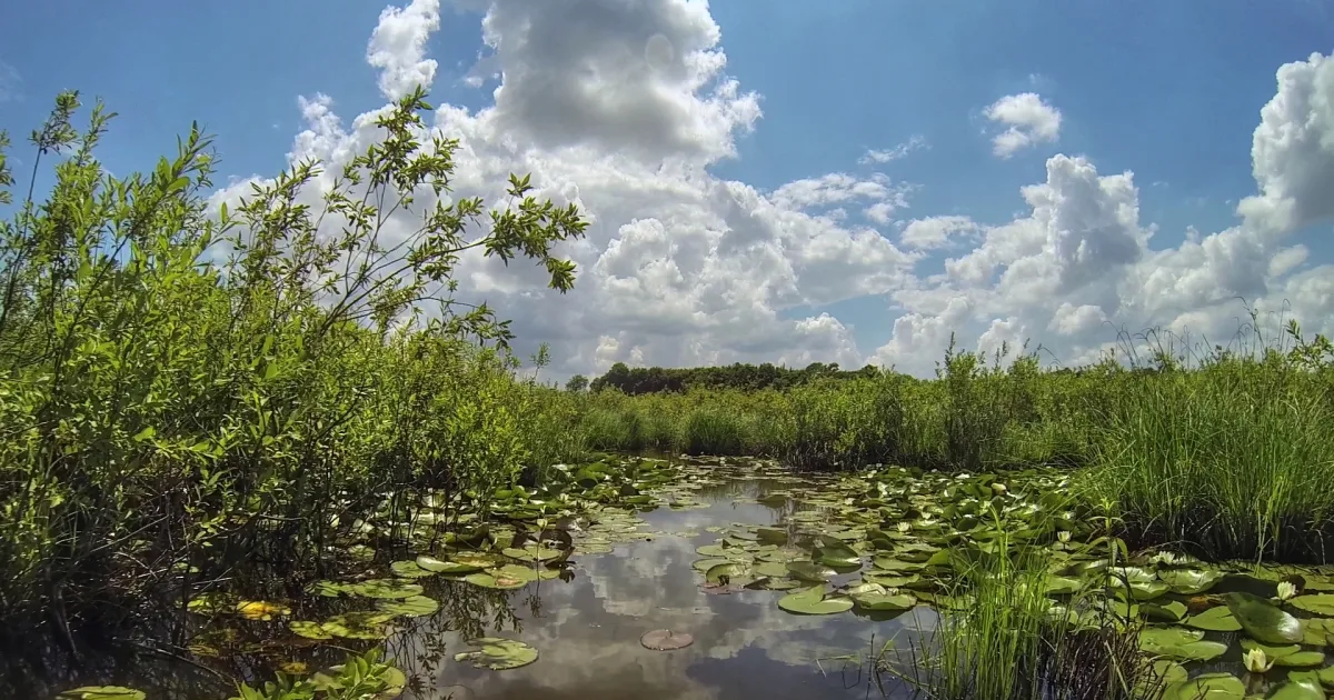 Acarlar Longozu Tabiat Parkı