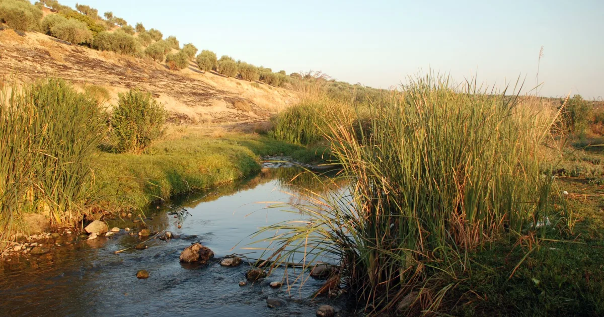 Afrin Çayı Kenarı Piknik Alanı