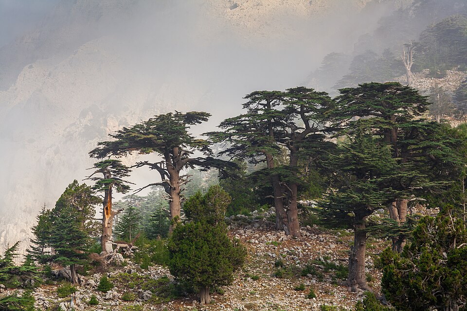Altınyaka Yaylası Mesire Alanı