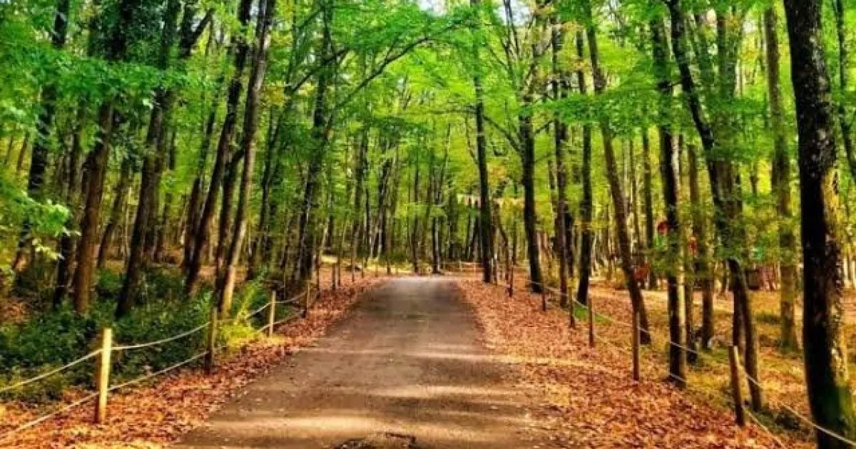 Belgrad Ormanı Piknik Alanı