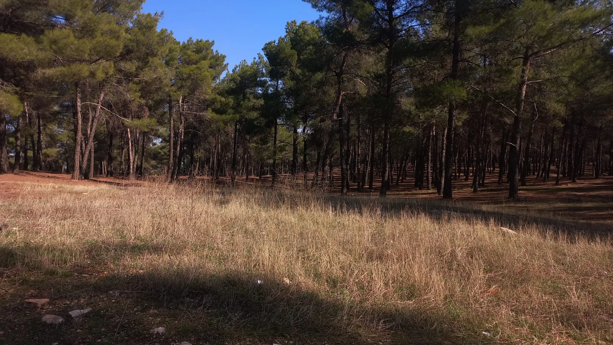 Burç Göleti Piknik Alanı