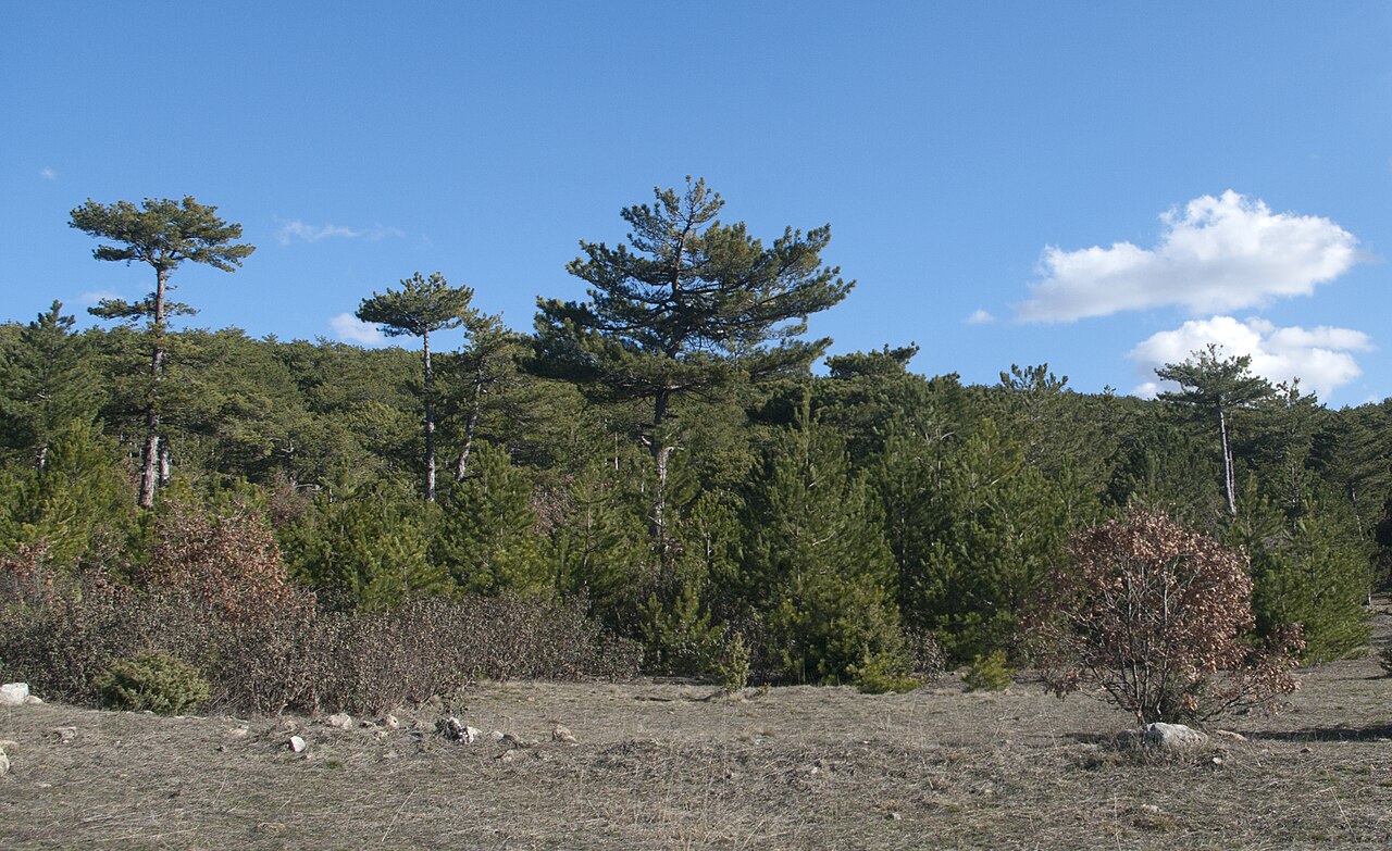 Çatacık Ormanı Piknik Alanı