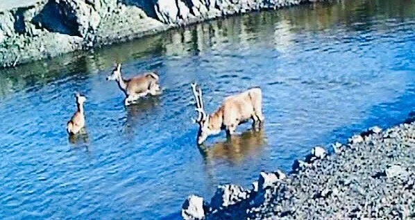 Delice Irmağı Kenarı Piknik Alanı