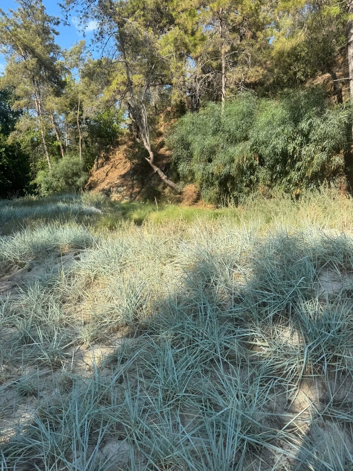 Günlüklü Koyu Tabiat Parkı