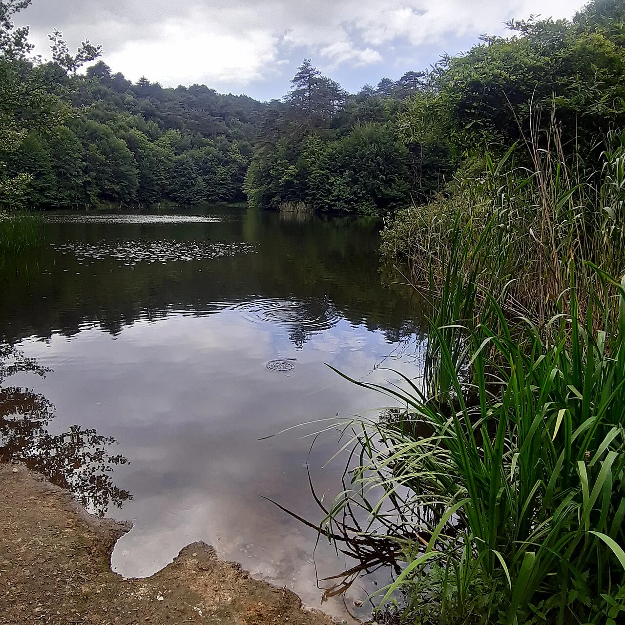 Karaca Arboretumu (Canlı Ağaç Müzesi)