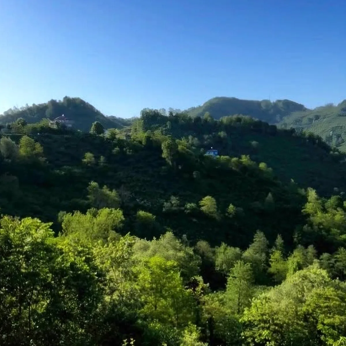 Perşembe Yaylası Piknik Alanı