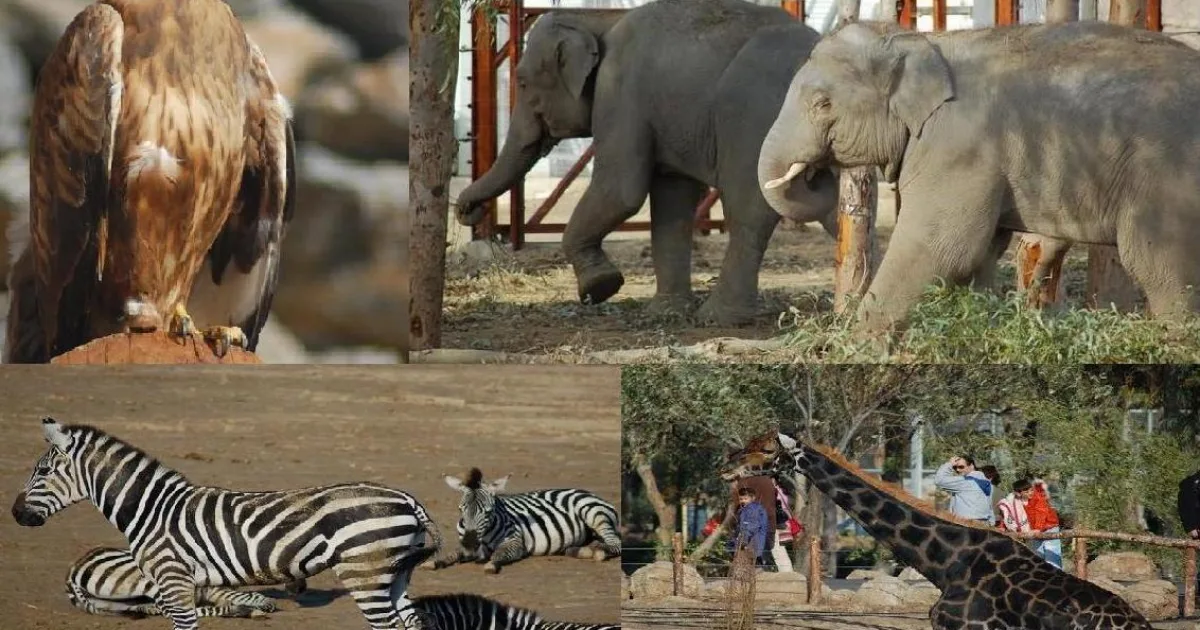 Sasalı Doğal Yaşam Parkı Piknik Alanı